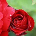 11311158_1590241437912689_1703973283_a