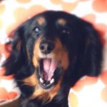 11241403_1425896097719041_681674055_a