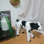 10631961_338704756288817_653362955_a