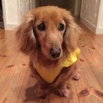 11007904_1437722783185604_1619381367_a