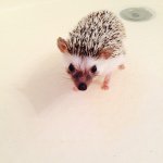 11296635_1597027867232911_1563801687_a