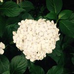 11378903_1599758330280993_1715124463_a