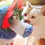 10661101_907445599277074_1720664705_a