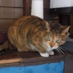 Profile_1102759561_75sq_1393255365