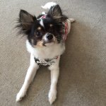 11138034_889980207725551_337229376_a