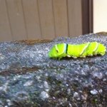 Profile_219627_75sq_1302444212