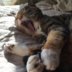 11005289_355222994672510_256844027_a