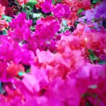 10899416_846692822020406_1596398336_a