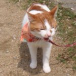 10249264_298235430384735_790120085_a