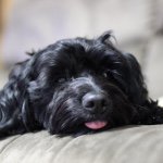 11373545_861461237281481_725497518_a