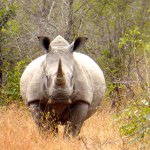 10808974_1556727257874958_10520796_a