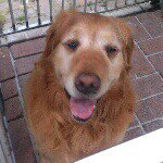 1388871_1499194883670437_974522965_a