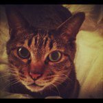 Profile_5809784_75sq_1364434579