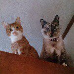 11024431_791520060930237_906644670_a