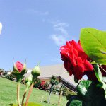 11378183_1456646824652000_1088780683_a