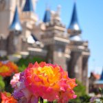 11007903_1610307672532490_693087581_a