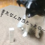 11363687_1617416775181254_426117743_a