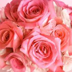 10748328_855832764467492_152955624_a