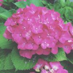 11376263_1488275151464676_117625739_a