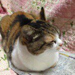 10707230_302224683317282_594415444_a