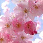 10488440_1458237031106443_2101934031_a