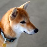 10848435_975615025892200_188475036_a