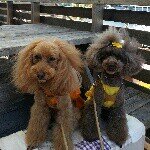 10520270_322549727912981_1010711618_a