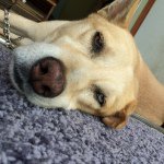 1741769_324416194408974_46249130_a