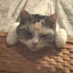 10598636_286026258259252_1887321956_a