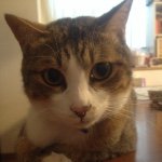 11380084_948963178487112_1851638989_a