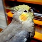 Profile_931104739_75sq_1388987255