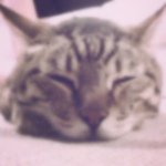 11376676_449537395206508_2060954929_a