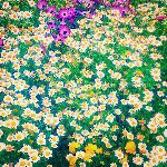 11248399_1444246485888726_916323710_a