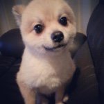 11335058_470389253120954_1019765419_a