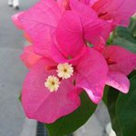 10724768_889766031048748_1585149790_a