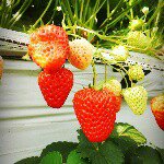 11426810_1584173268500197_1236730809_a