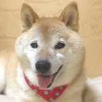 10499285_738611762863666_2135696792_a