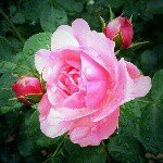 926770_537881272988774_211476077_a