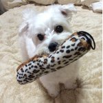 10899104_1539247459675017_1342128788_a