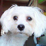 11386436_1434630183510981_2120469442_a