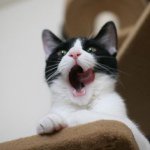 10617011_367231780118688_2052988072_a