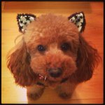 10864728_320289984832496_227545670_a