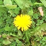 11324991_631459356991242_1079355747_a