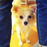 11008310_323643771178571_54353334_a