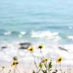 11205956_698936603550313_1163123664_a