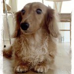 10655112_285429321649915_684062477_a