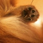 11055949_826624267420041_1185795456_a