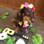 924539_1638396273038902_34947928_a