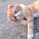 11328304_1609864305959798_434112768_a