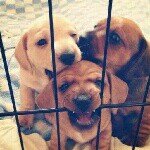 10499135_691279650937321_1652321877_a